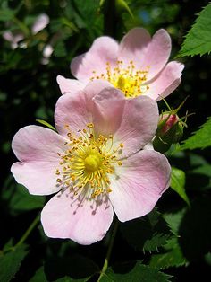 two pink flowers with yellow stamens in the center and green leaves around them