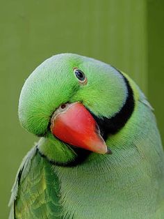 a close up of a green bird with a red beak