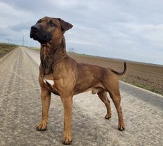 a large brown dog standing on the side of a dirt road