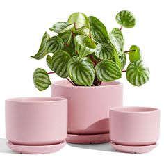 there is a potted plant in the middle of three cups and saucers on the table