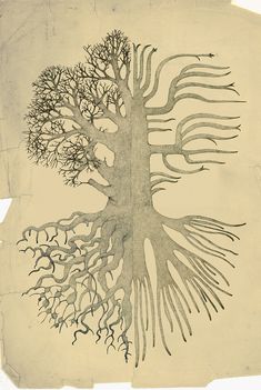 a drawing of a tree with many branches