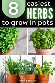 the 8 best herbs to grow in pots