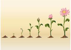 pink flowers are growing in the dirt on a beige background, and there is no image here to provide a caption for