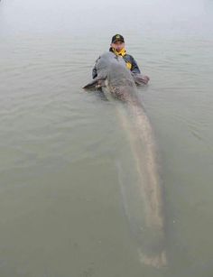 a man is in the water with a dead whale