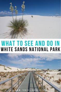 View of the white sand dunes with a small plant and the metal boardwalk on Interdune Trail at White Sands National Park. White Sand National Park New Mexico, New Mexico White Sands, Arizona And New Mexico Road Trip, White Sand Dunes New Mexico, White Sand National Park, New Mexico Travel, White Sand Dunes, New Mexico Vacation, White Sands New Mexico