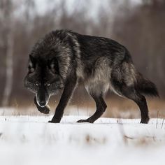 a wolf is walking in the snow with his mouth open