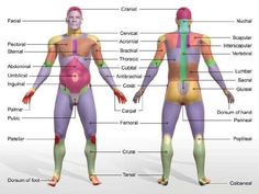 an image of the human body with labels on it