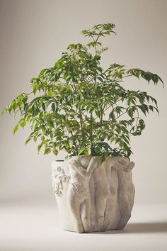 a plant in a white vase with green leaves