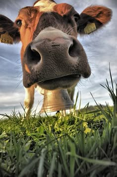 a cow is standing in the grass looking at the camera