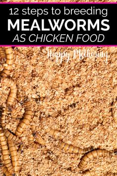 the words, 12 steps to breeding meal worms as chicken food are shown in this image