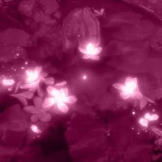 pink flowers floating on top of water next to rocks and plants in the pond at night