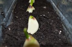 some small white flowers are growing in the dirt and dark brown soil with little green sprouts