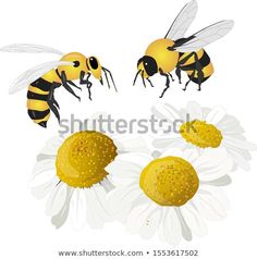 two bees and three daisies on a white background with clippings for text