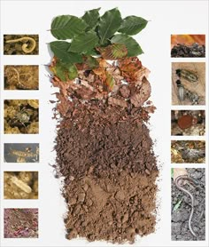 various types of soil and plants with pictures of them in the bottom right hand corner