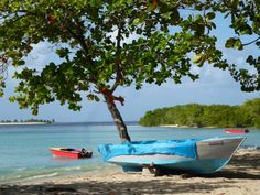 there is a small boat on the beach next to a tree and some boats in the water