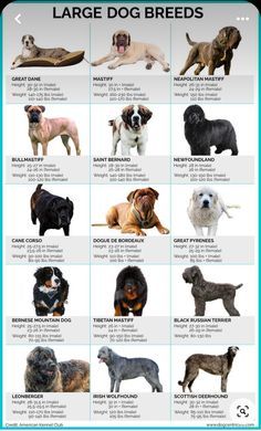 an image of large dog breeds poster