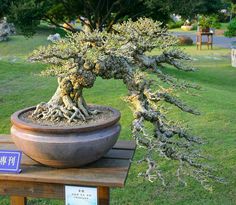 a bonsai tree is on display in a park