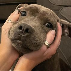 a woman holding a brown dog in her lap and touching it's face with both hands