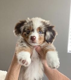 a small puppy is being held up by someone's hand in front of a window