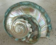 an image of a shell that is on the ground with it's spiral design