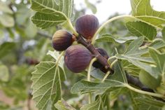 the fruit is growing on the tree branch