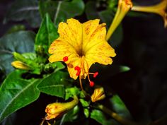 a yellow flower with red stamens and green leaves