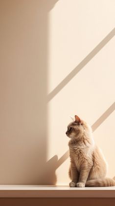 a white cat sitting on top of a wooden shelf next to a light colored wall