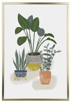 three potted plants sitting next to each other in front of a white wall with gold trim