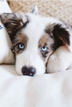 a dog laying on top of a couch next to a pillow with an eye pattern