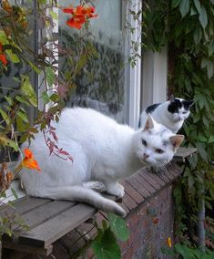 two white cats sitting on top of a window sill next to flowers and plants