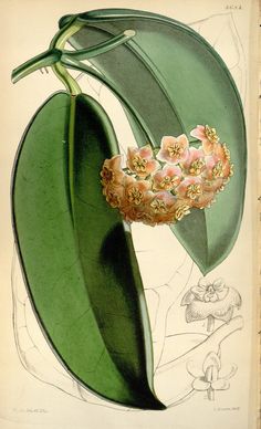 an illustration of a flower on a green leaf