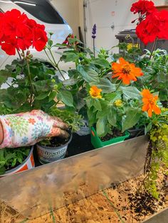 red and orange flowers in pots with gardening gloves on the table next to them,