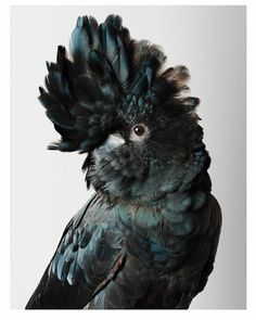 a black and blue bird with feathers on it's head is standing in front of a white background