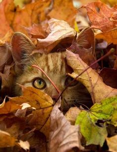 a cat hiding in the leaves with its eyes wide open and it's head peeking out