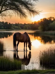 a horse drinking water from a lake at sunset