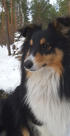 a collie dog sitting in the snow looking at something off to the side with trees in the background