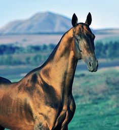 a brown horse standing on top of a lush green field next to a mountain range