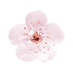 a pink flower on a white background is shown in the center of the image, with tiny dots around it