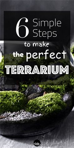 moss growing in a bowl with the words 6 simple steps to make the perfect terrarium