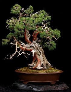 a bonsai tree in a pot on a black background