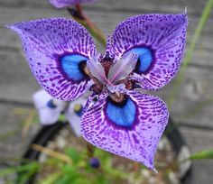 a purple flower with blue spots on it's petals in a pot next to a wooden fence