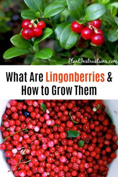 what are lingonberries and how to grow them in the garden with text overlay that reads, what are lingonberries and how to grow them