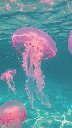 some pink jellyfish swimming in the water