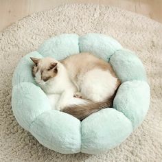 a cat curled up in a blue and white bed on top of a carpeted floor