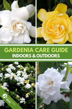 gardenia care guide for indoors and outdoorss