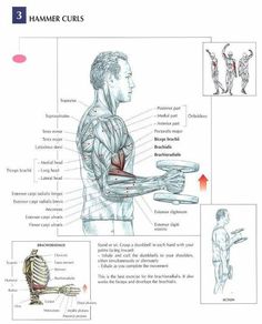 the diagram shows how muscles are used to perform exercises for back and upper body pain