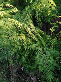 green plants and trees in the woods