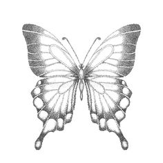 a black and white drawing of a butterfly on a white background stock photo 54978