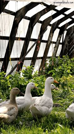 three ducks are sitting in the grass near some plants