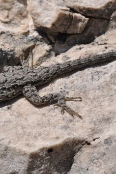 a small lizard is sitting on some rocks